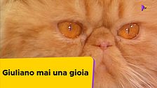Giuliano mai una gioia