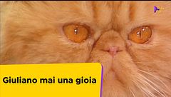 Giuliano mai una gioia