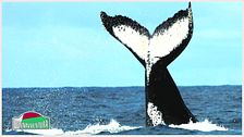 Le balene del Madagascar