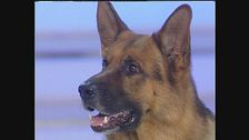 Il cane Rex ritira il Telegatto 1998 per la migliore serie straniera