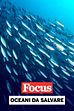 Oceani da salvare: sabato alle 21.15 su Focus