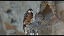 Il Falco della Regina