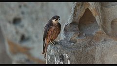 Il Falco della Regina