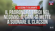 Il padrone fa tardi nel negozio: il cane si mette a suonare il clacson