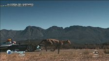 E-Planet Doc: la corsa del Ghepardo