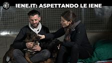 Con i cani salvati dai macelli cinesi alla ricerca di Joaquin Phoenix
