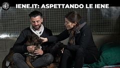 Con i cani salvati dai macelli cinesi alla ricerca di Joaquin Phoenix
