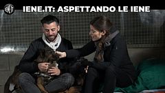 Con i cani salvati dai macelli cinesi alla ricerca di Joaquin Phoenix