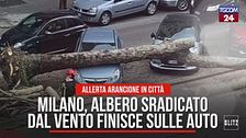 Milano, albero sradicato dal vento finisce sulle auto