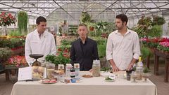 La menta e le sue proprietà