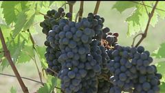 Radda in Chianti