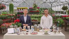 I consigli di Gianluca Mech: la damiana