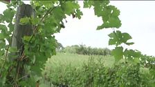 Taurasi, vini e sapori della tradizione