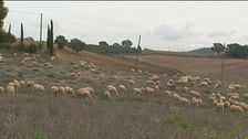Pienza e il pecorino