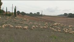 Pienza e il pecorino