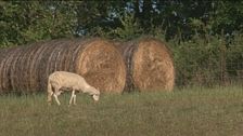 Il pecorino toscano D.O.P