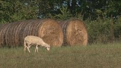 Il pecorino toscano D.O.P