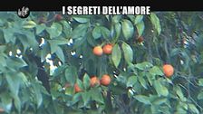 LUCCI: I segreti dell'amore