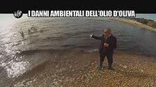 GOLIA: I danni ambientali dell'olio d'oliva