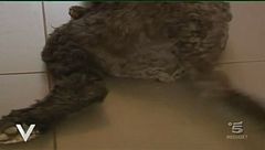 Il compagno più fedele...