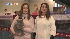 Gatto British Shorthair