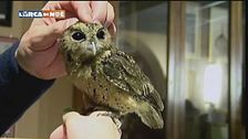 Fascino da rapace