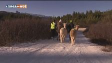 A spasso con gli alpaca