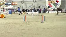 Agility Dog
