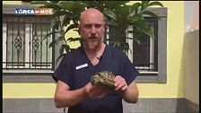 Le tartarughe di terra