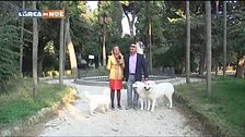 Il pastore maremmano abruzzese