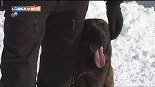 Il servizio cinofilo del Soccorso Alpino G.d.F.