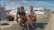 Il cane bagnino