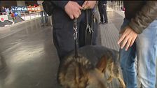 Il cane poliziotto italiano