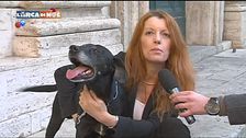 L'appello della Brambilla