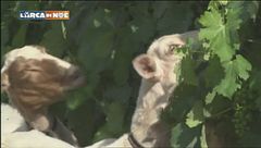 Il ritorno ai metodi antichi