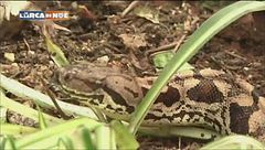 Che scrigno esotico!