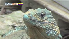 Ruvide, docili lucertolone