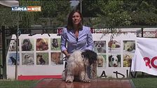 Il benessere del nostro cane con il caldo