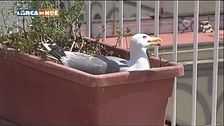 SOS gabbiani!