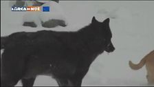 Una storia glaciale