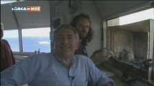Il falco pellegrino