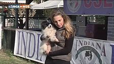 Il bulldog francese