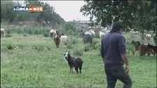 Pastore siciliano