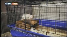 Lotta contro la vivisezione