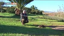 La nutria