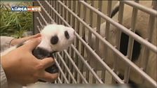 Piccoli panda crescono