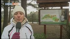 Prede e predatori