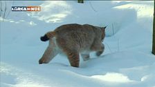 Sua maestà la lince!