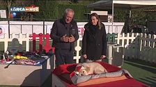 Il Natale con i nostri animali