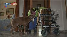 Un cane per amico